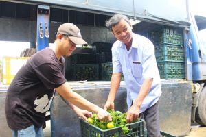 Làm giàu nhờ trồng quýt