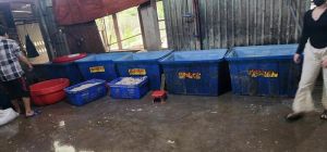 Phát hiện hơn 4 tấn mỡ, nội tạng heo không rõ nguồn gốc tại Biên Hòa