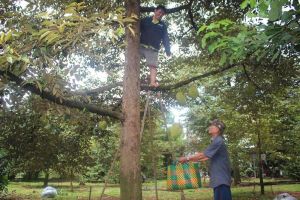 Cấp “sổ đỏ” cho người sử dụng đất có một trong nhiều loại giấy tờ khác nhau