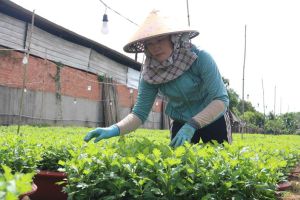 Chuẩn bị vụ tết tại vùng trồng hoa lớn nhất Đồng Nai