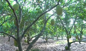 Long Khánh đẩy mạnh phát triển nông nghiệp theo hướng ứng dụng công nghệ cao