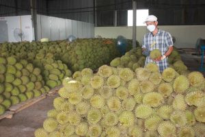 동나이 첨단기술 농업 촉진 중점