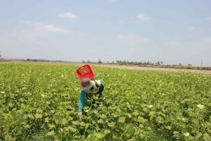 Tiếp sức cho hội viên từ nguồn Quỹ hỗ trợ nông dân