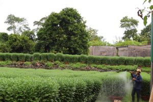 Các vùng trồng hoa rộn ràng vào vụ sản xuất Tết