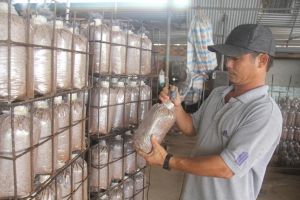 OCOP Manufacturers Prepare for Tet Holiday Production Season