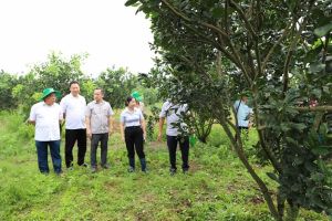 Tập đoàn Quế Lâm đầu tư nhân rộng mô hình nông nghiệp theo hướng hữu cơ