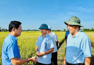 Nhiều giải pháp tăng năng suất cây trồng hàng năm
