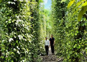 Cây công nghiệp lâu năm cho hiệu quả kinh tế cao