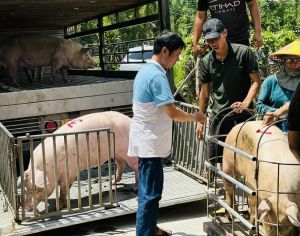 Đồng Nai kiểm soát tốt dịch tả heo châu Phi