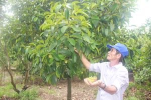 Thu hút đầu tư về giống trong sản xuất nông nghiệp