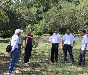 Nghiên cứu tổng hợp biện pháp kỹ thuật trồng ca cao dưới tán rừng