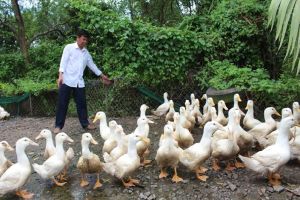 Phát triển nông nghiệp ứng dụng công nghệ cao, nông nghiệp theo hướng hữu cơ gắn với công nghiệp chế biến và thị trường tiêu thụ sản phẩm