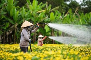 Huyện Thống Nhất sẽ tổ chức Hội hoa Xuân Ất Tỵ  từ ngày 21 âm lịch