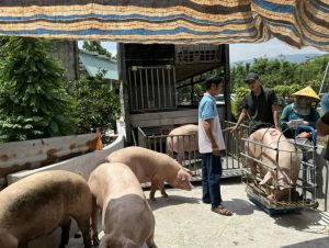 家畜の疾病予防を積極的に行い、旧正月用の豚肉供給を確保