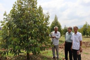 Đảng viên nỗ lực làm kinh tế giỏi