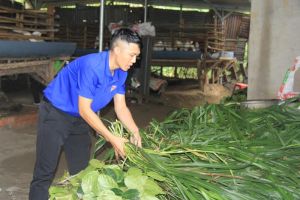 Anh Lê Ngọc Hiệp Hoàng - Phó Bí thư Đoàn xã Ngọc Định gương mẫu trong phát triển kinh tế gia đình