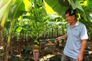 Phát triển kinh tế số, xã hội số tại vùng đồng bào dân tộc thiểu số