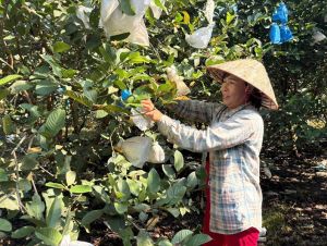 Giúp nông dân thoát nghèo từ nguồn vốn tín dụng chính sách