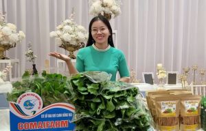 Thử sức và thành công với mô hình trồng rau khí canh