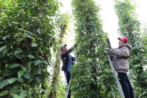 Ứng phó với biến đổi khí hậu để hạn chế ảnh hưởng đến mùa vụ, cây trồng