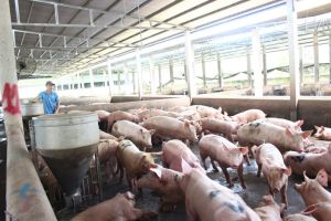 Thị trường heo hơi tăng giá bất thường