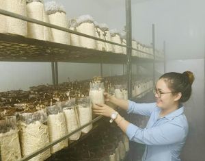 Làng trồng đặc sản nấm mối đen đạt hiệu quả kinh tế cao