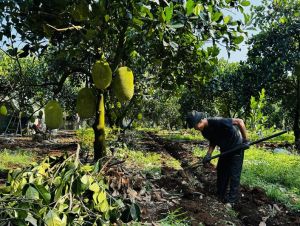 Nông dân quay lại với cây cà phê khi giá tăng cao