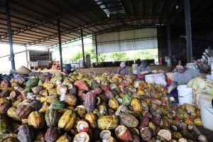 Dự án cánh đồng lớn ca cao thắng lớn