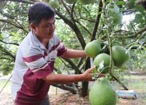 Làm giàu trên mảnh đất quê hương Bình Lợi