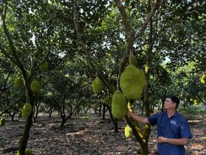 Phát triển cây ăn trái, cây công nghiệp chủ lực