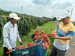 Nhân rộng chuỗi sản xuất an toàn gắn với xây dựng nông thôn mới