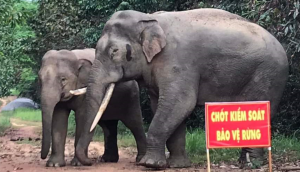 Giải pháp tránh xung đột giữa voi và người