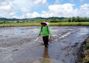 Giống Lúa Mùa Mưa: Ước Mơ Lặng Thầm Của Người Cha Châu Mạ