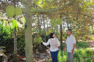 Xuất khẩu sầu riêng đối mặt nhiều thách thức