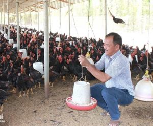 Cẩm Mỹ phát triển chăn nuôi theo hướng công nghiệp