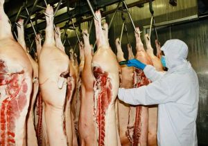 Toàn tỉnh có hơn 1,8 ngàn trang trại chăn nuôi tham gia truy xuất nguồn gốc