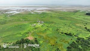 Cuối tuần, đến hồ Trị An ngắm thảo nguyên xanh mướt tuyệt đẹp mùa nước cạn