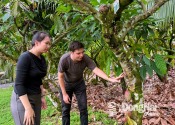 Phú Hòa kết nối phát triển du lịch nông nghiệp