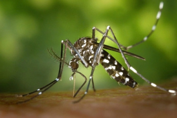 Bộ Y tế thông tin về bệnh gây đau, viêm khớp do lây từ muỗi Aedes