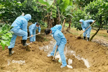 Ứng phó trước nguy cơ bùng phát dịch tả heo châu Phi