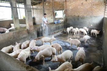 Truy xuất nguồn gốc sản phẩm chăn nuôi gắn với chuyển đổi số