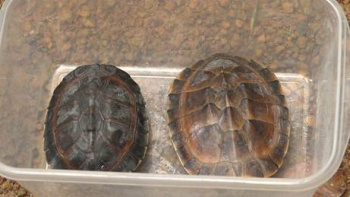  Thả hai cá thể rùa Ba Gờ quý hiếm về tự nhiên