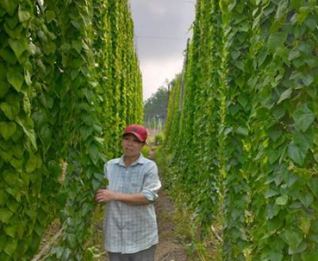 Cây sương sâm xóa nghèo – mô hình kinh tế tập thể tiêu biểu của Phụ nữ Minh Đức