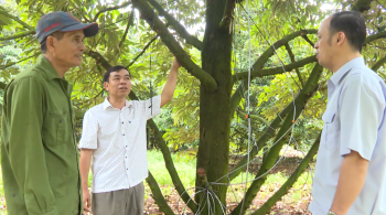 Định hướng phát triển bền vững cây sầu riêng