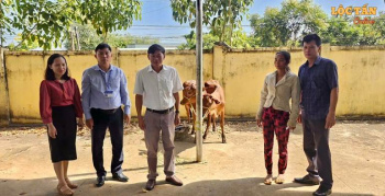 Xã Lộc Tấn tổ chức trao 8 cặp bò giống hỗ trợ đa dạng hóa sinh kế năm 2025