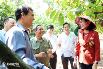 Xây dựng ngành ca cao phát triển bền vững