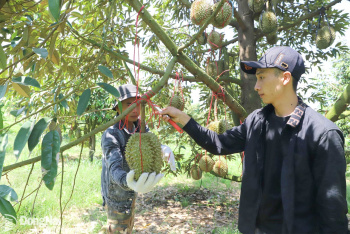Export-quality durians remain profitable despite price declines
