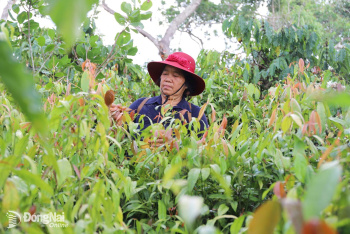 Chương trình OCOP, động lực phát triển kinh tế nông thôn bền vững