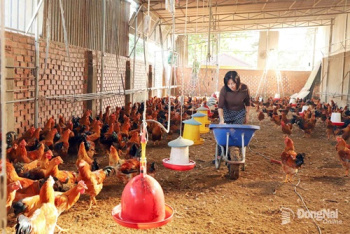 Livestock sector expected to sustain strong growth