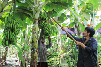 Fresh fruit exports to China show strong growth potential